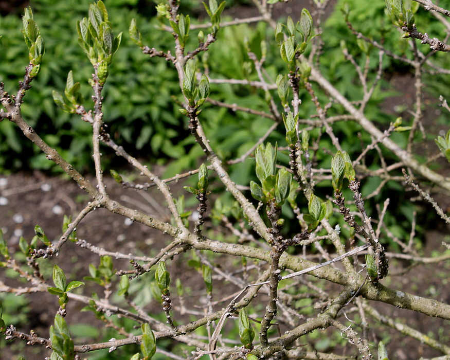 Изображение особи Chionanthus virginicus.