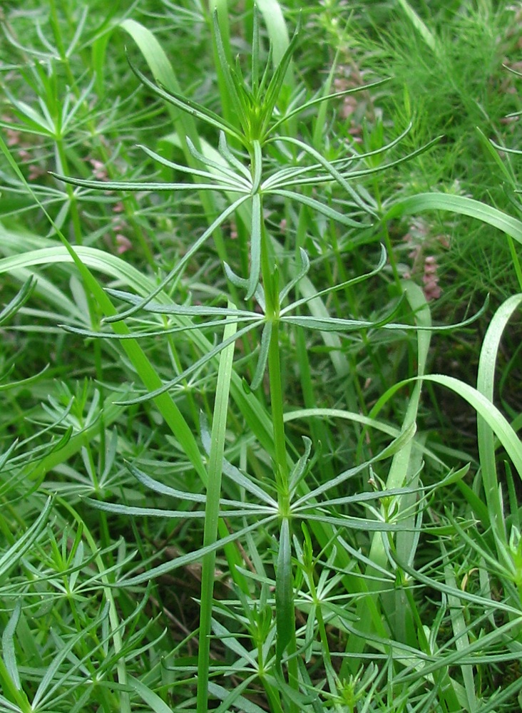 Image of genus Galium specimen.