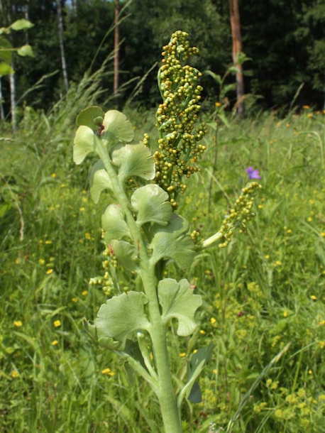 Изображение особи Botrychium lunaria.