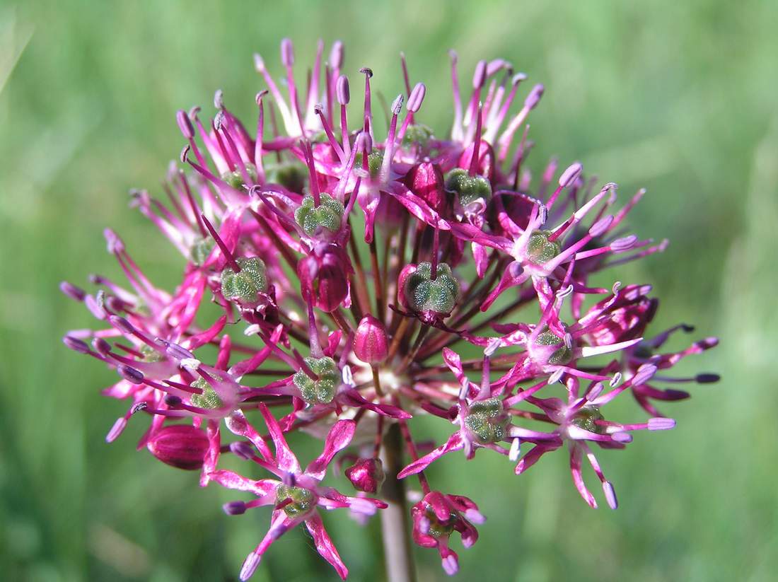 Изображение особи Allium robustum.