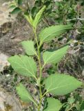 Celtis glabrata