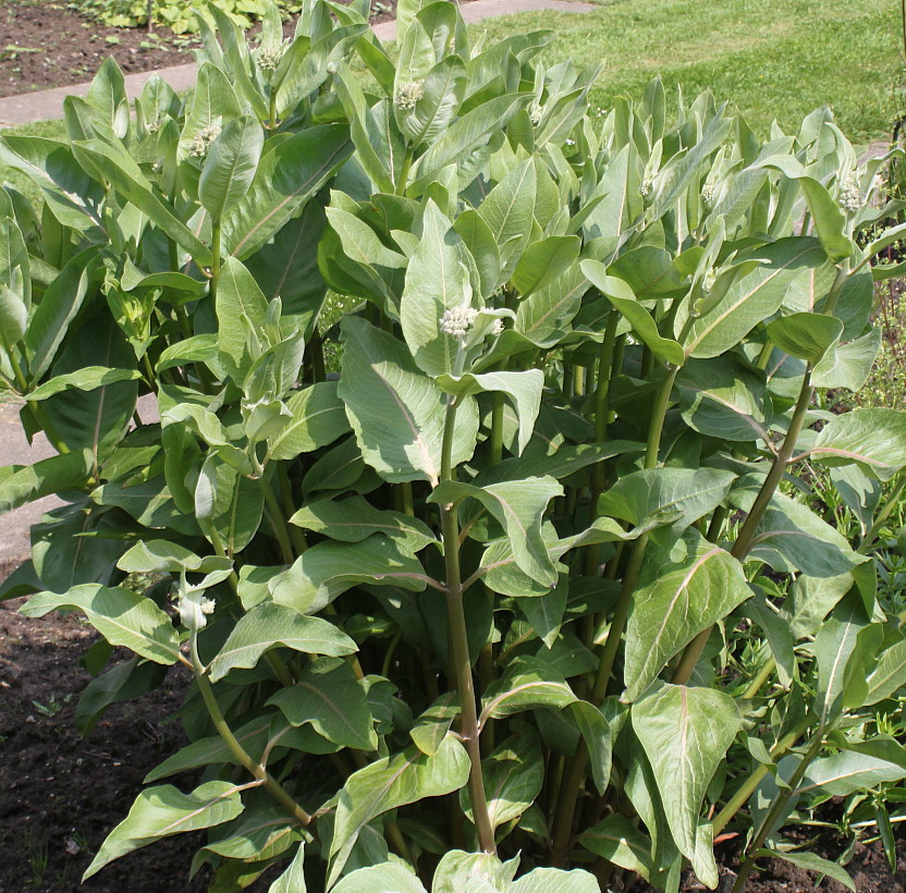 Изображение особи Asclepias speciosa.