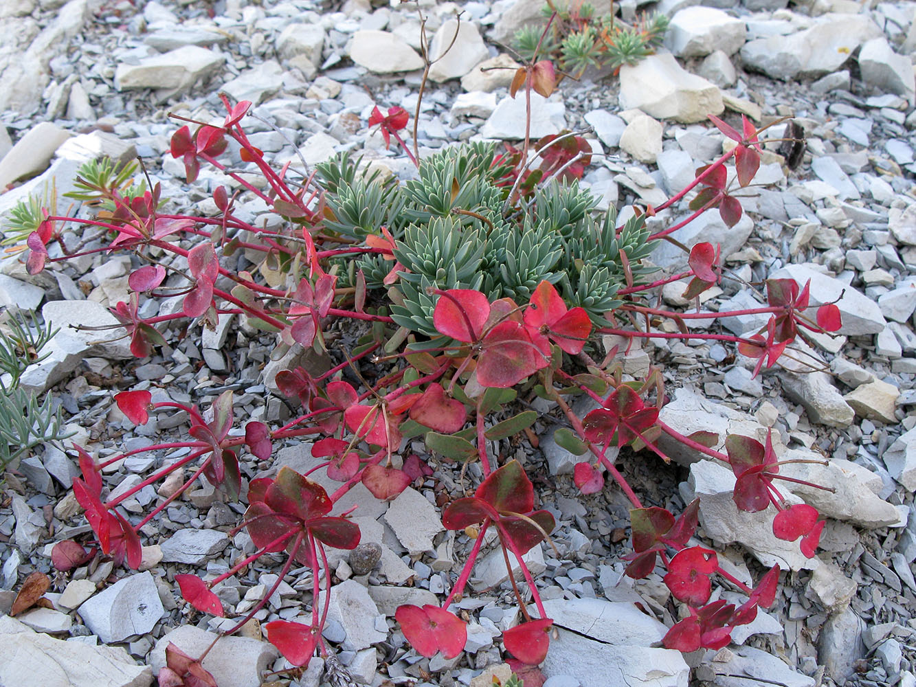 Изображение особи Euphorbia petrophila.