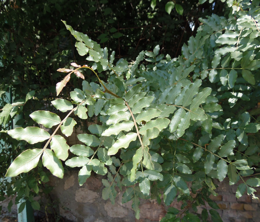 Image of Pistacia mutica specimen.