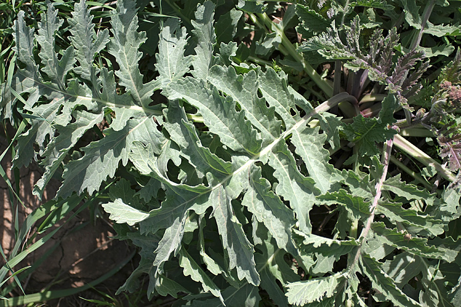 Изображение особи Crambe orientalis.