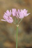 Allium weschniakowii