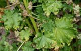 Malva variety crispa