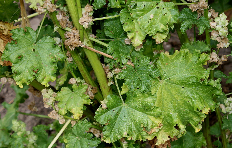 Image of Malva verticillata var. crispa specimen.