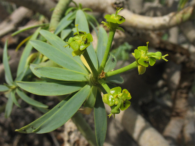 Image of Euphorbia lamarckii specimen.