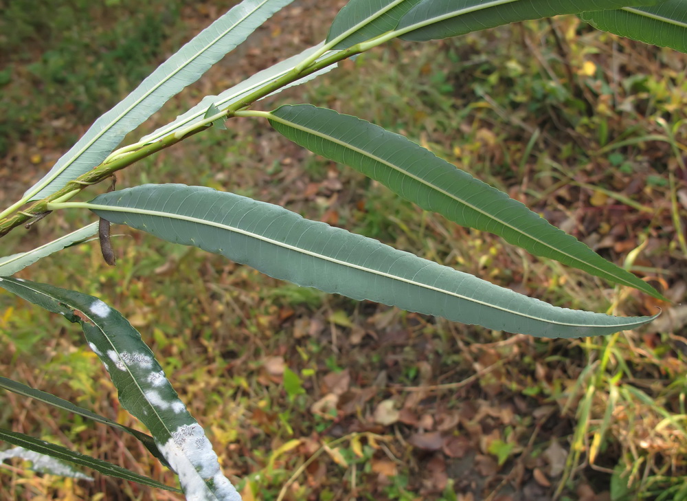 Image of Salix siuzewii specimen.