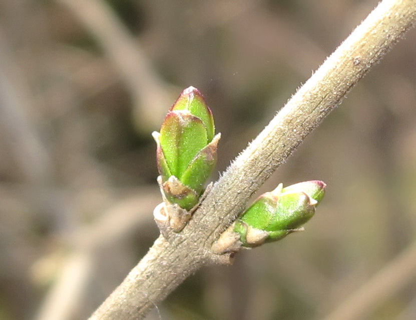 Image of Ligustrum yezoense specimen.