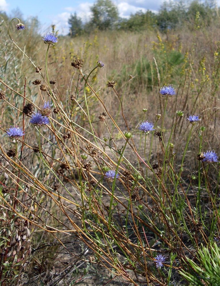 Image of Jasione montana specimen.