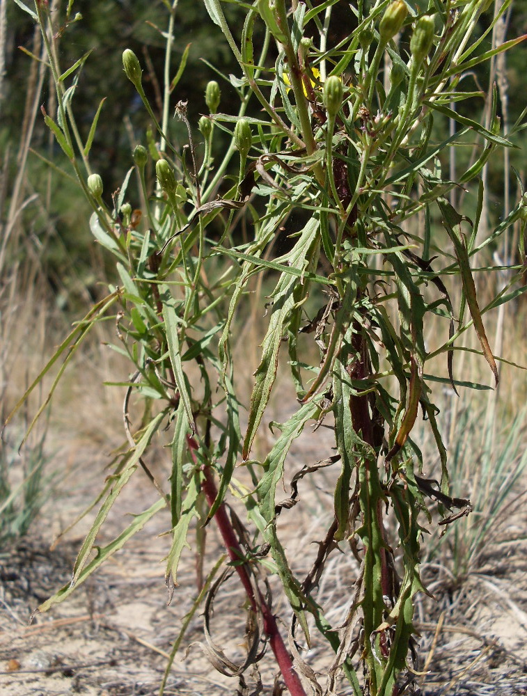 Image of Hieracium umbellatum specimen.