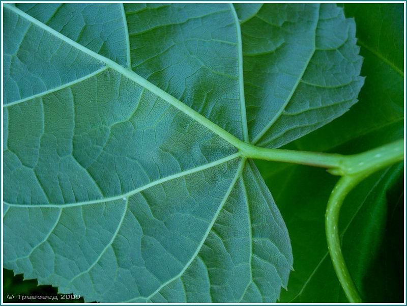 Изображение особи Tilia platyphyllos.