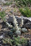 Paraeremostachys karatavica. Плодоносящее растение. Южный Казахстан, горы Каракус. 16.05.2013.