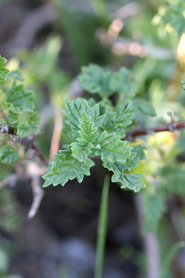 Изображение особи Scutellaria adsurgens.