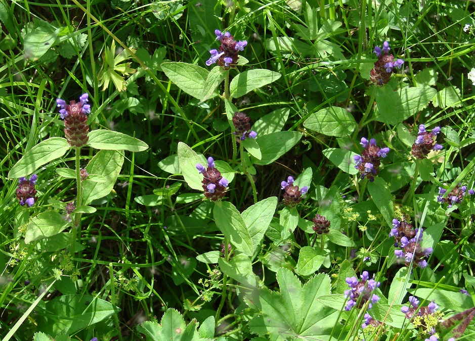 Изображение особи Prunella vulgaris.