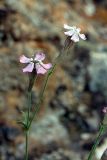 Silene guntensis. Цветки. Южный Казахстан, хр. Каржантау, верховья ущ. Кызылбулак, 1300 м н.у.м. 08.06.2013.