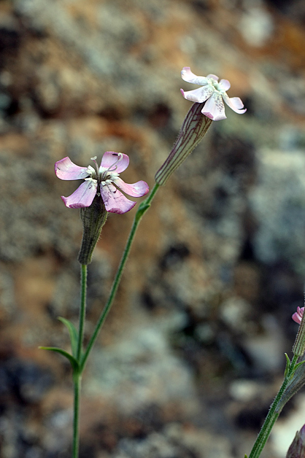 Изображение особи Silene guntensis.