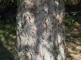 Larix decidua. Нижняя часть ствола. Германия, г. Дюссельдорф, Ботанический сад университета. 04.09.2013.