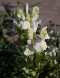 Scutellaria creticola. Цветки. Ростовская обл., Куйбышевский р-н, окр. с. Лысогорка, нижняя часть мелового склона. 28.05.2013.