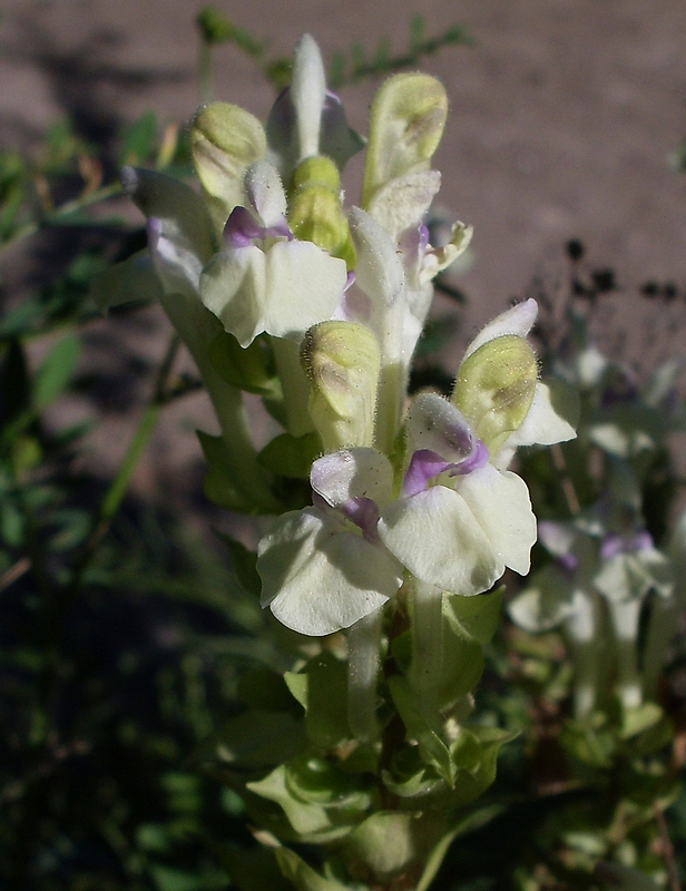 Изображение особи Scutellaria creticola.