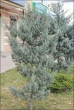 Cupressus arizonica. Молодое растение в культуре. Черноморское побережье Кавказа, г. Новороссийск. 1 января 2014 г.