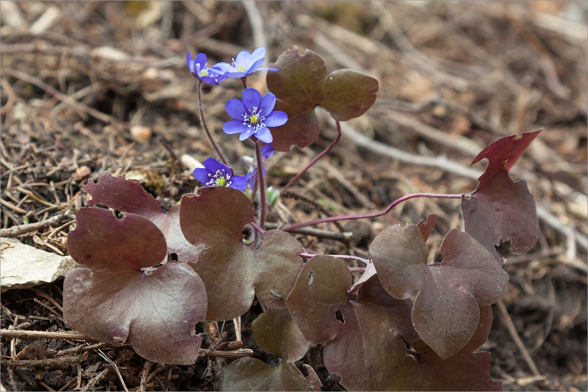 Изображение особи Hepatica nobilis.