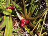 Astelia alpina. Листья и плоды. Австралия, о. Тасмания, национальный парк \"Крэдл Маунтин\". 26.02.2009.