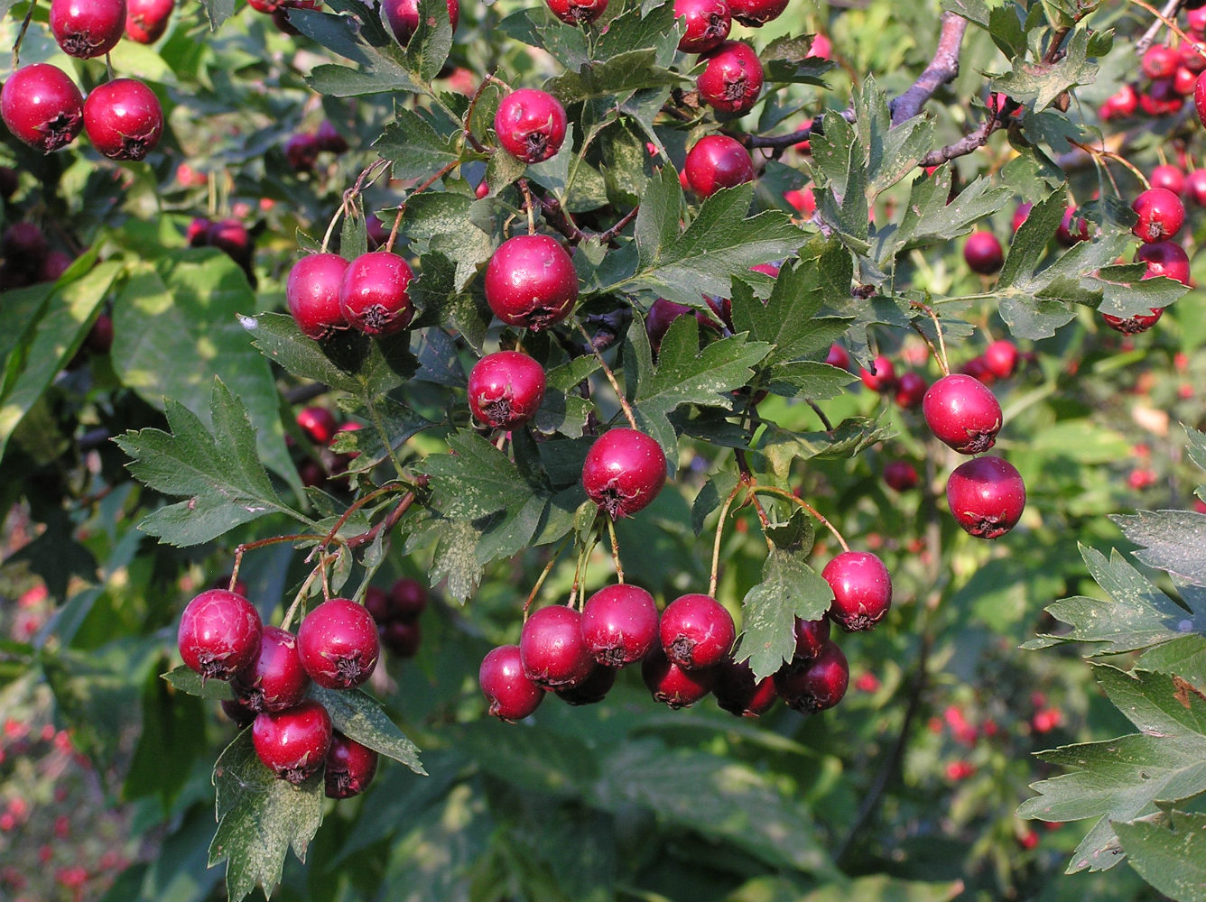 Изображение особи Crataegus ambigua.