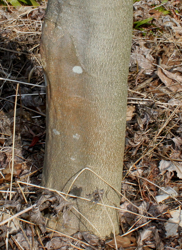 Image of Cladrastis kentukea specimen.