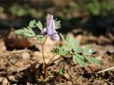 Corydalis solida