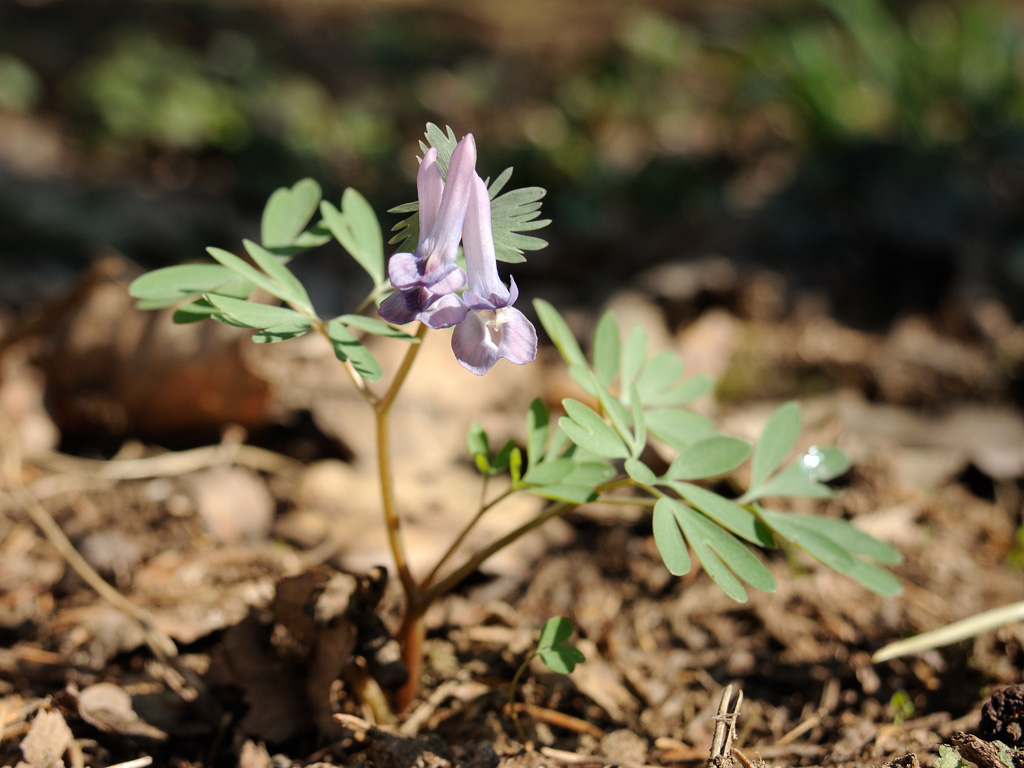 Image of Corydalis solida specimen.