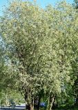 Salix caprea. Плодоносящие деревья. Санкт-Петербург, 29 мая 2009 г.