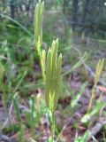 Lycopodium clavatum