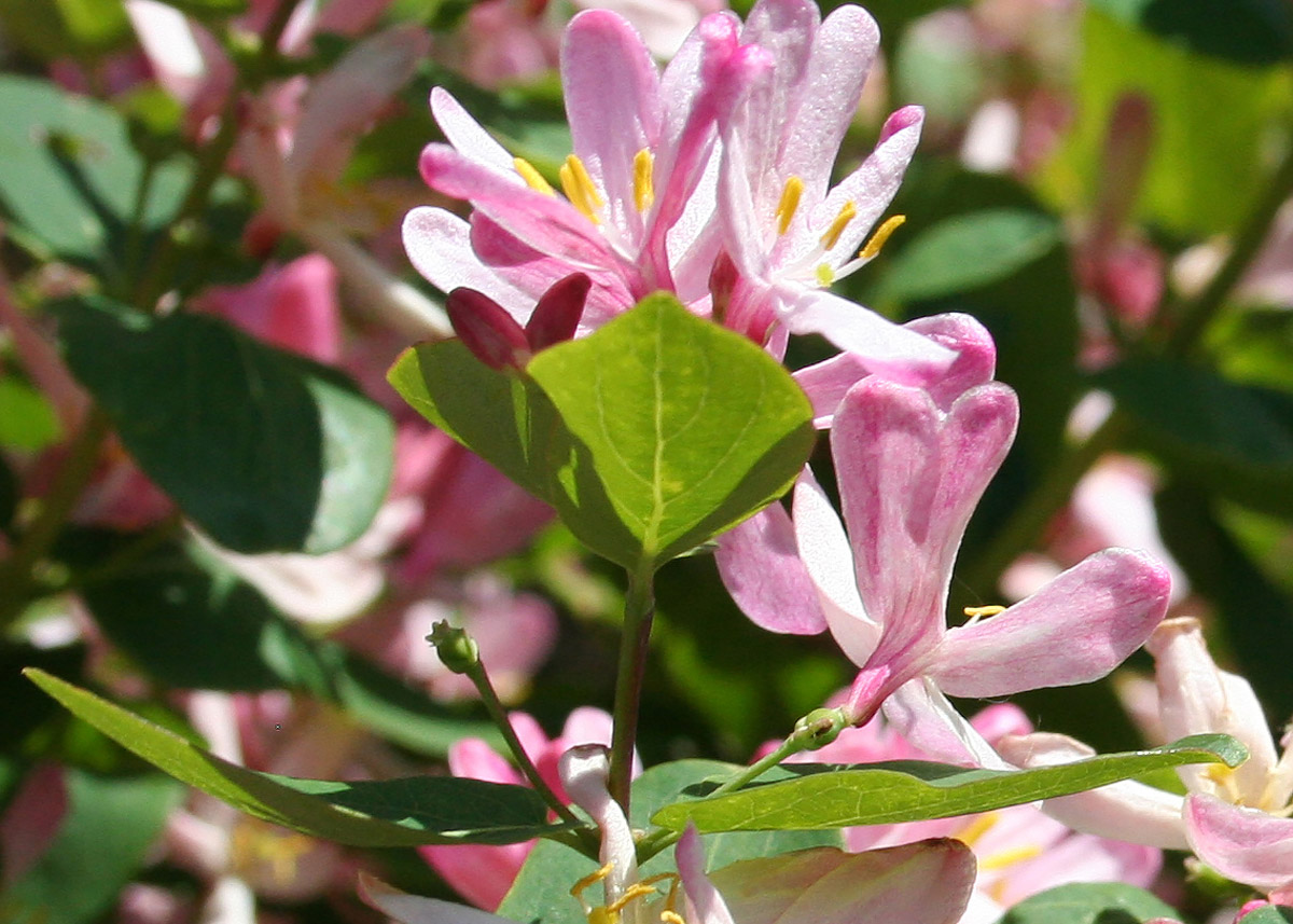 Image of Lonicera tatarica specimen.
