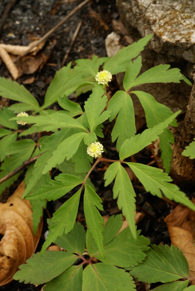 Изображение особи Anemone reflexa.