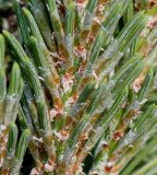 Pinus mugo. Хвоинки молодого побега ('Mops'). Германия, г. Дюссельдорф, Ботанический сад университета. 04.05.2014.