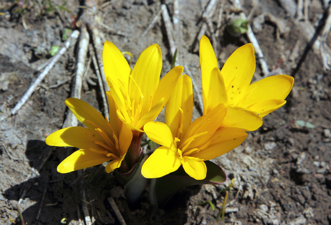 Image of Colchicum luteum specimen.