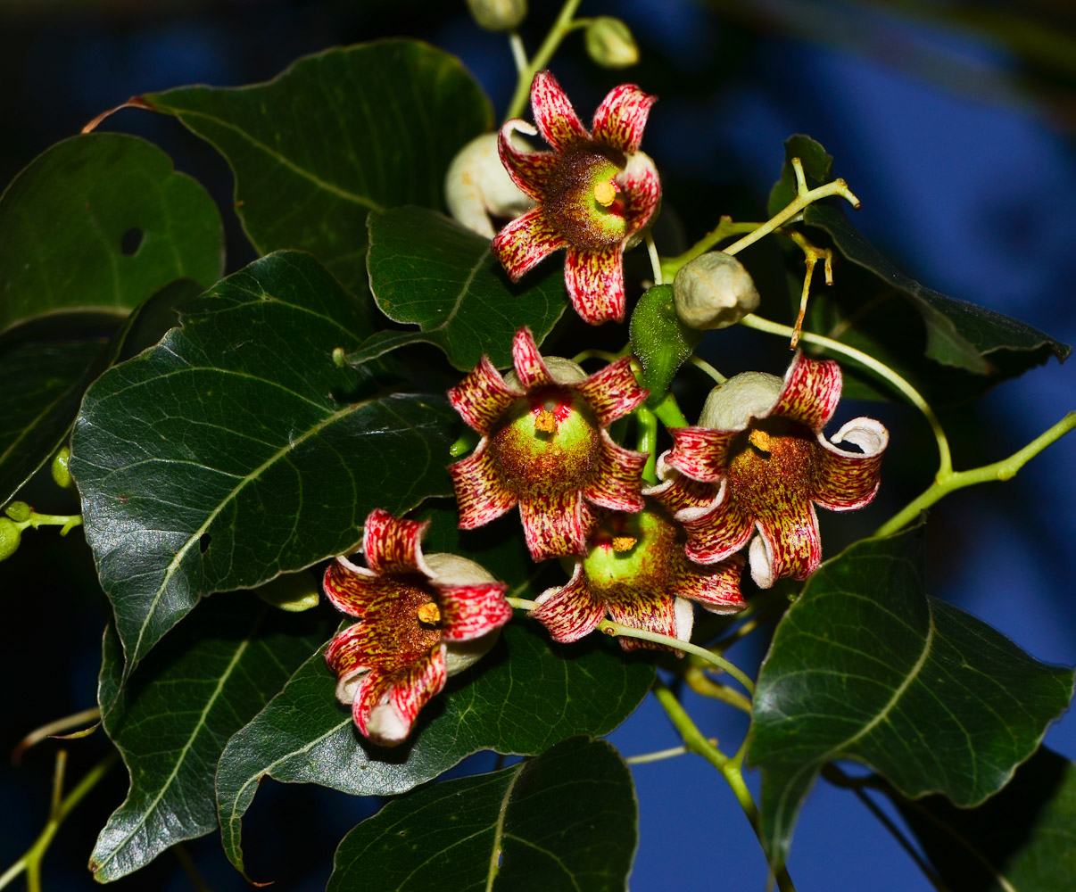 Изображение особи Brachychiton populneus.