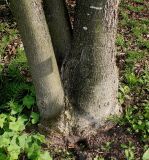 Magnolia hypoleuca. Комлевая часть многоствольного растения. Германия, г. Дюссельдорф, Ботанический сад университета. 04.05.2014.
