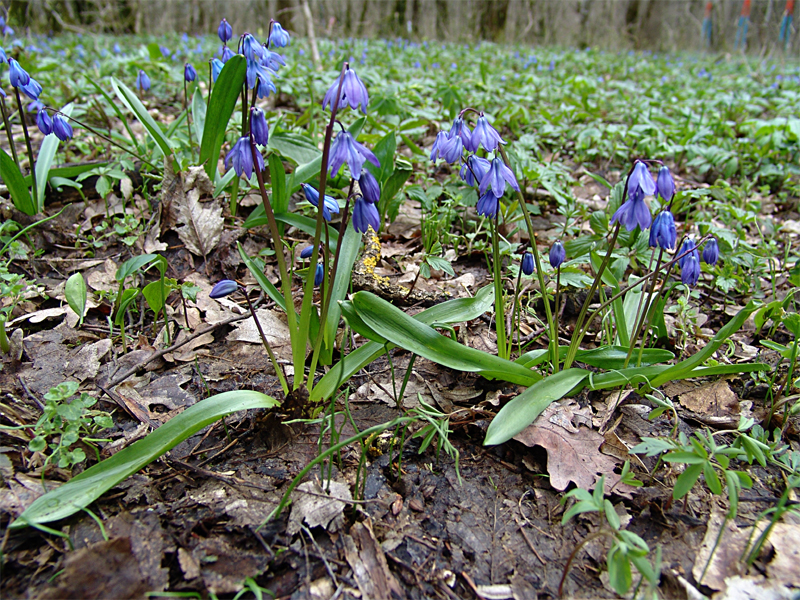 Image of Scilla siberica specimen.