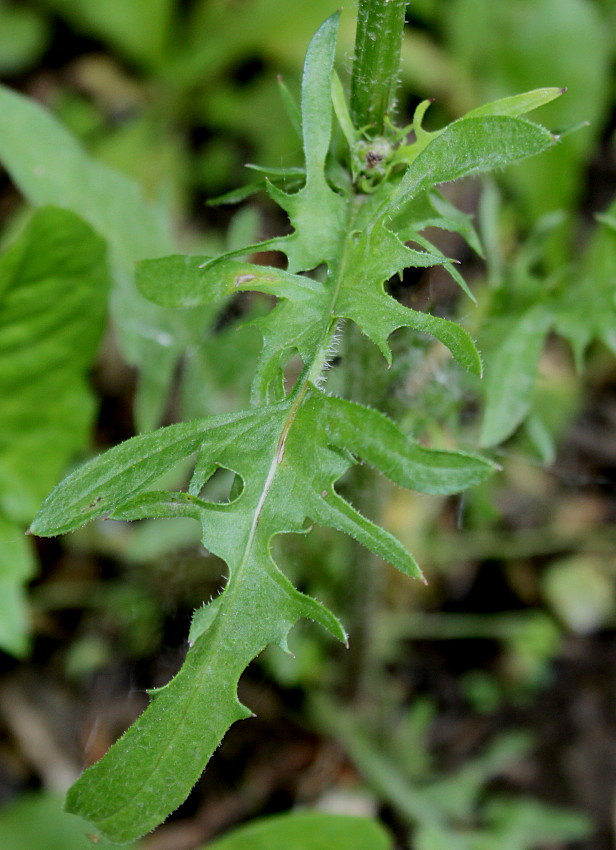 Изображение особи Crepis biennis.