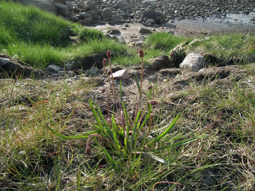 Image of Plantago maritima ssp. subpolaris specimen.