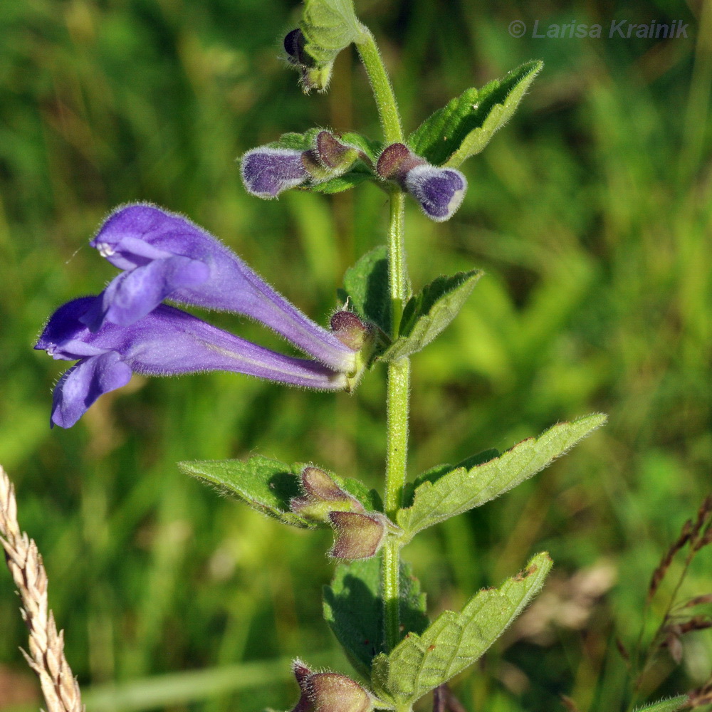 Изображение особи Scutellaria krasevii.