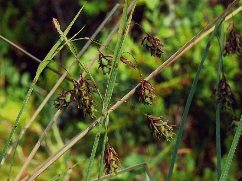 Изображение особи Carex paupercula.