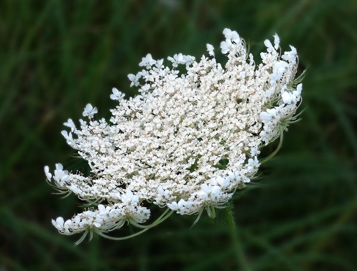 Изображение особи Daucus carota.