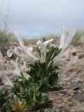 Lagochilus bungei. Цветущее растение. Казахстан, Сев. Тянь-Шань, плато Сюгаты. 10 июня 2012 г.