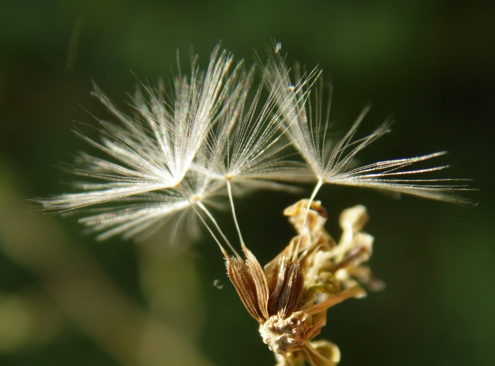 Изображение особи Lactuca serriola.