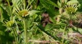 Echinacea purpurea